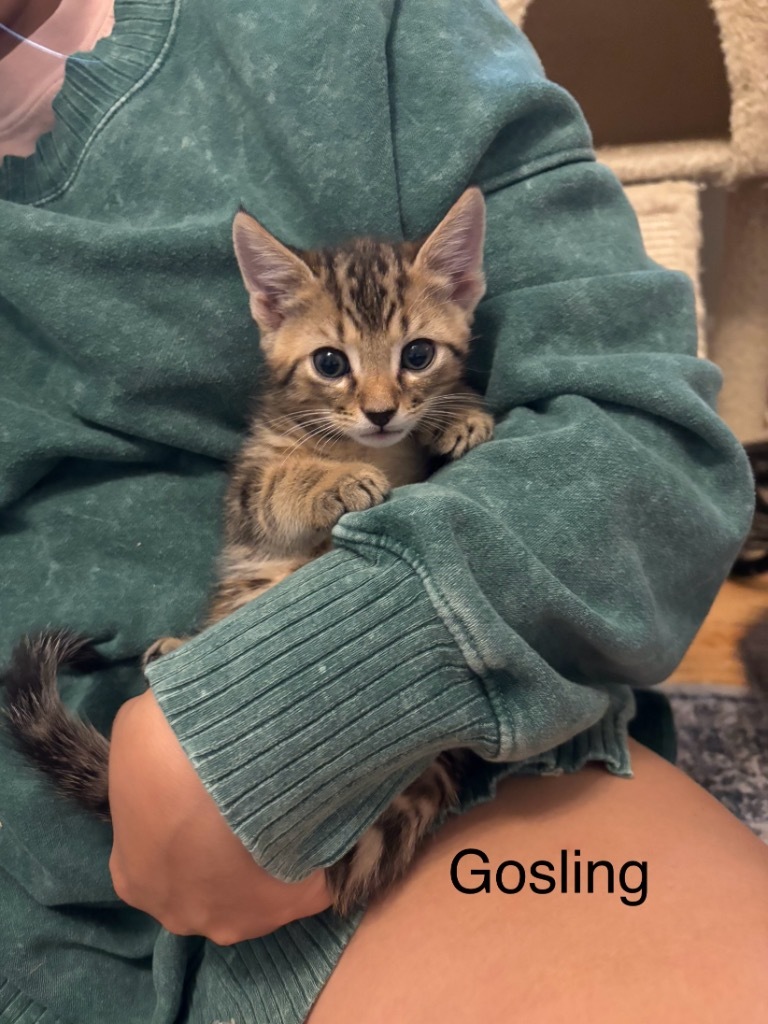 Gosling