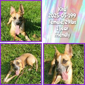 2025-05-199 *Kita*, Young Female Australian Cattle Dog / Blue Heeler