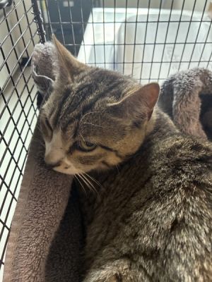 Primary Color Grey Tabby Weight 86lbs Animal has been Neutered