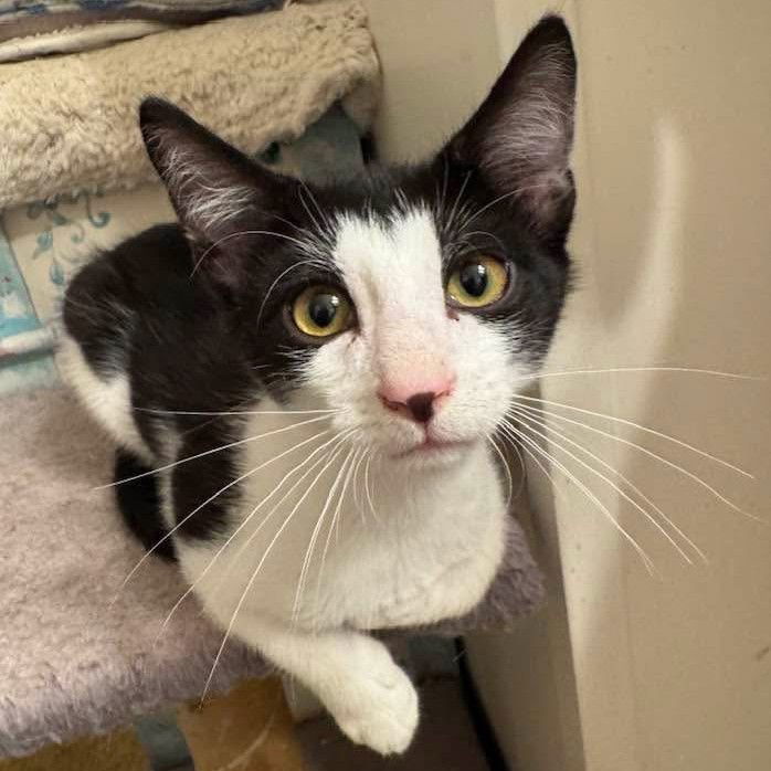 Bobby (Foster Kitten)