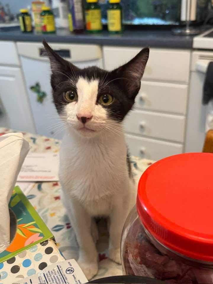 Bobby (Foster Kitten)