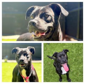 QUAKER JANE, Young Female Boxer