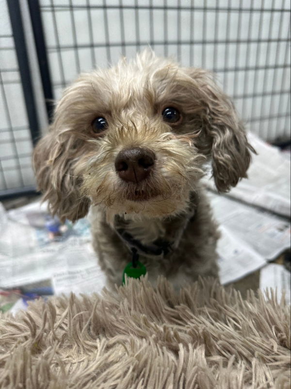 Fancy Remmy LaRue, an adoptable Havanese in Mukwonago, WI, 53149 | Photo Image 1