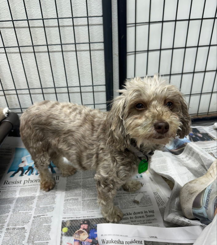 Fancy Remmy LaRue, an adoptable Havanese in Mukwonago, WI, 53149 | Photo Image 2
