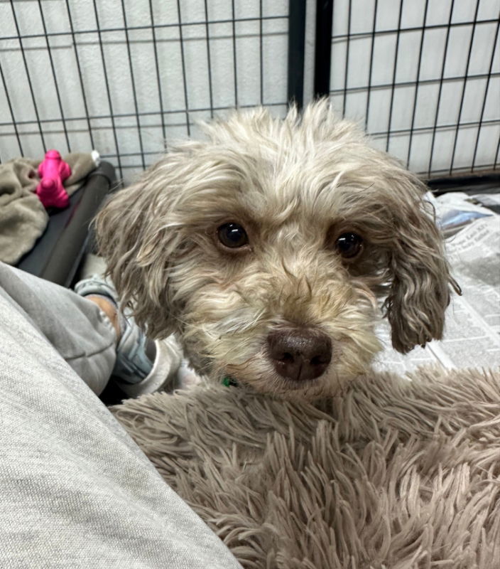 Fancy Remmy LaRue, an adoptable Havanese in Mukwonago, WI, 53149 | Photo Image 3