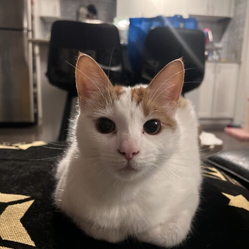Tulip