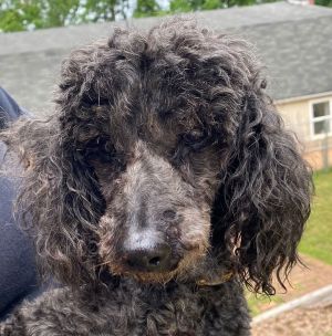 Cato aka Harry Jr - A Dapper Senior Boy
