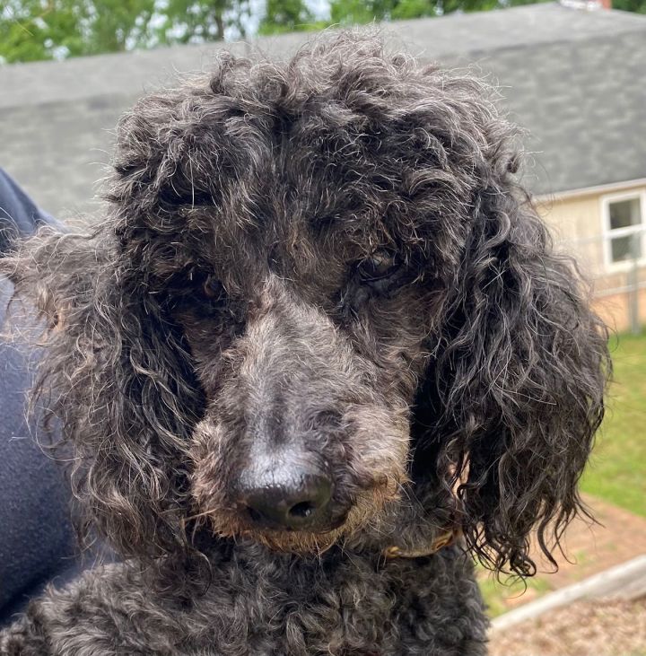 Cato aka Harry Jr - A Dapper Senior Boy 1