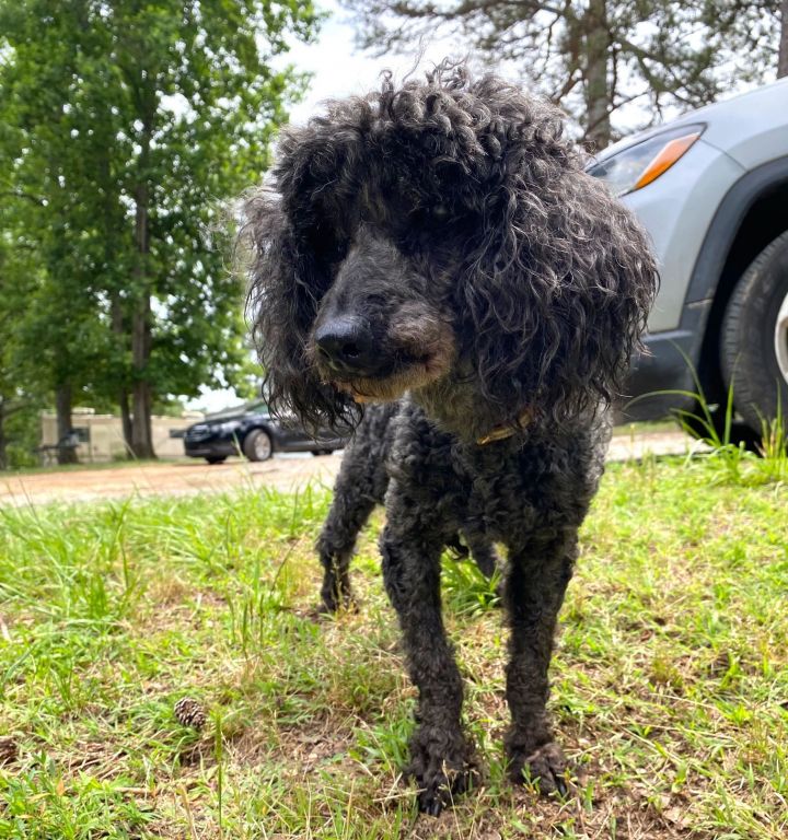 Cato aka Harry Jr - A Dapper Senior Boy 2