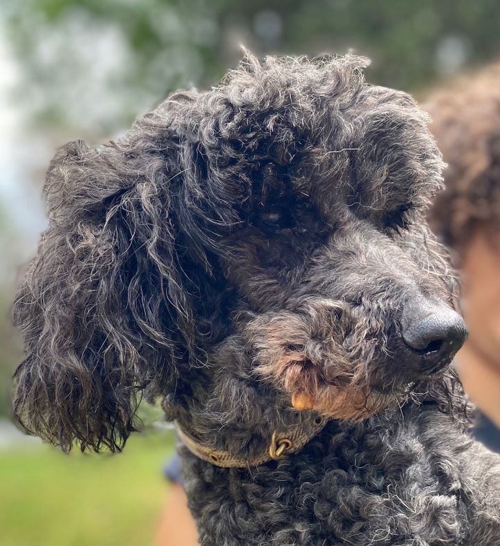 Cato aka Harry Jr - A Dapper Senior Boy 3