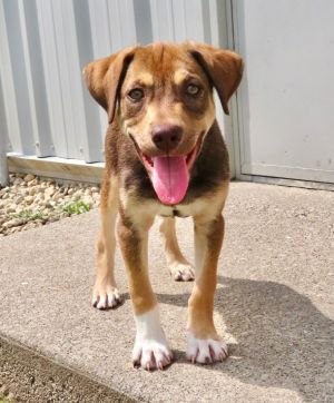 Kraken, Baby Male Catahoula Leopard Dog