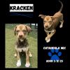 Kraken photo 3