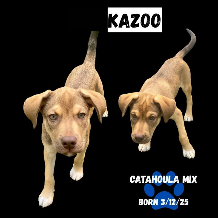 Kazoo 2