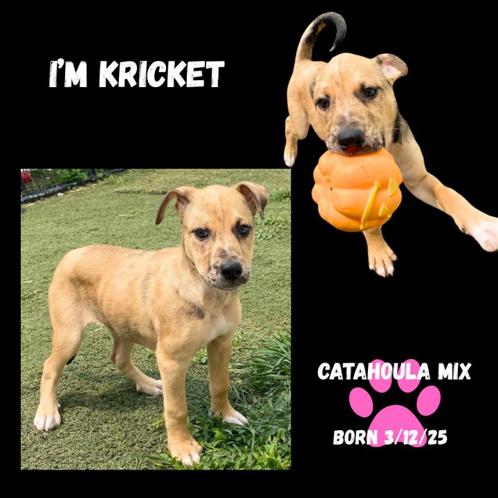 KRICKET 3