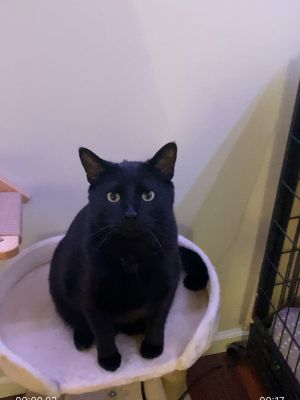 Jet