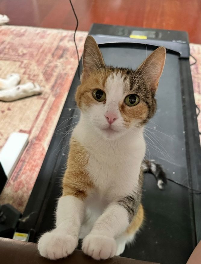 Cali