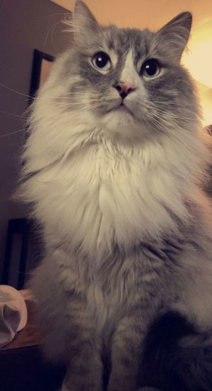 Sage