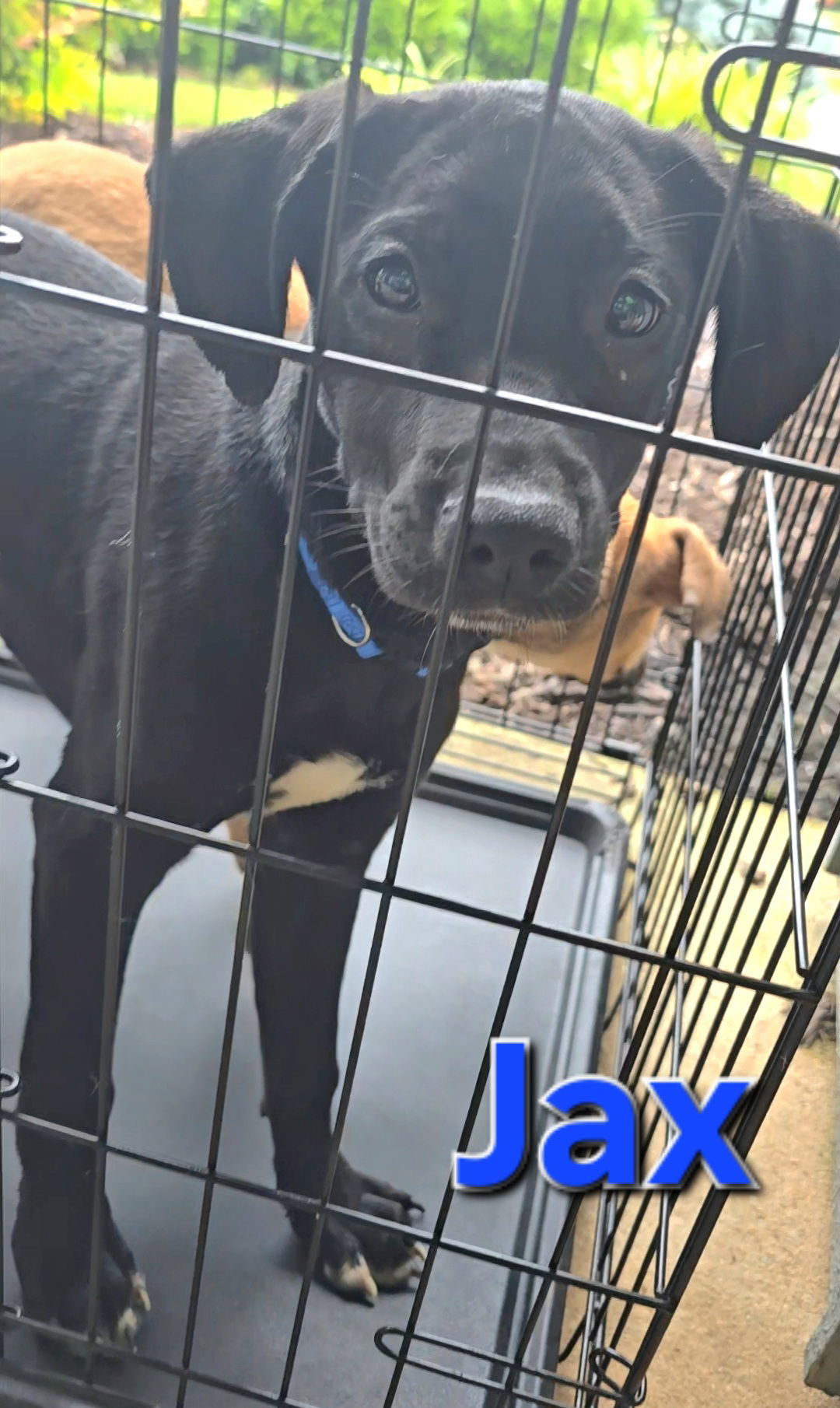 Jax