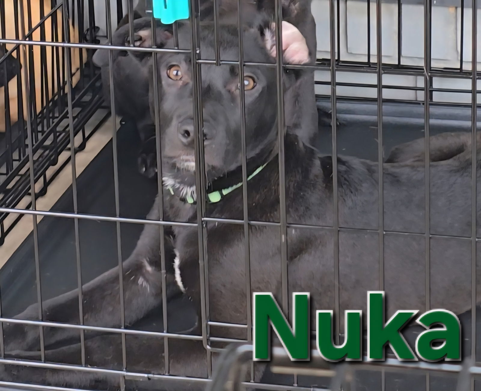 Nuka
