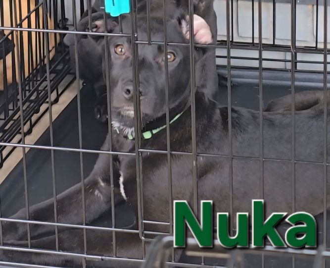 Nuka