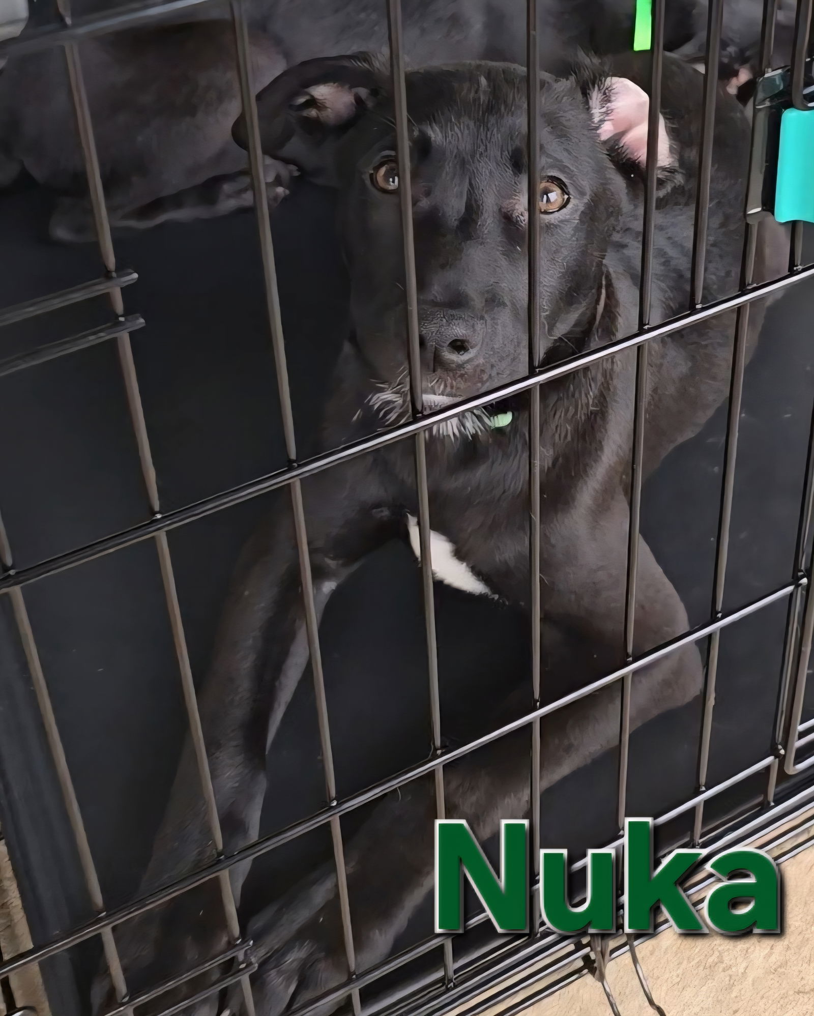 Nuka