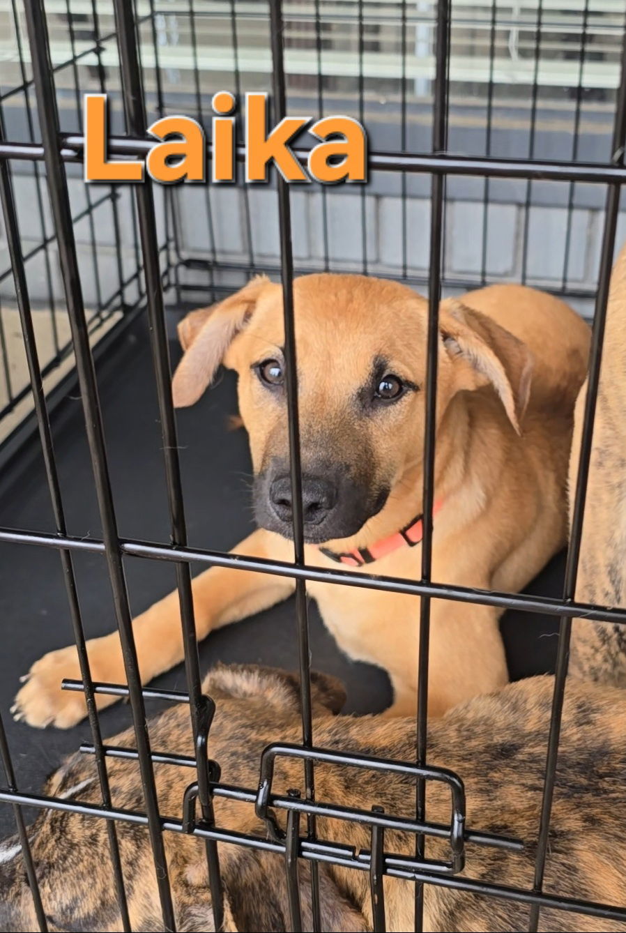 Laika