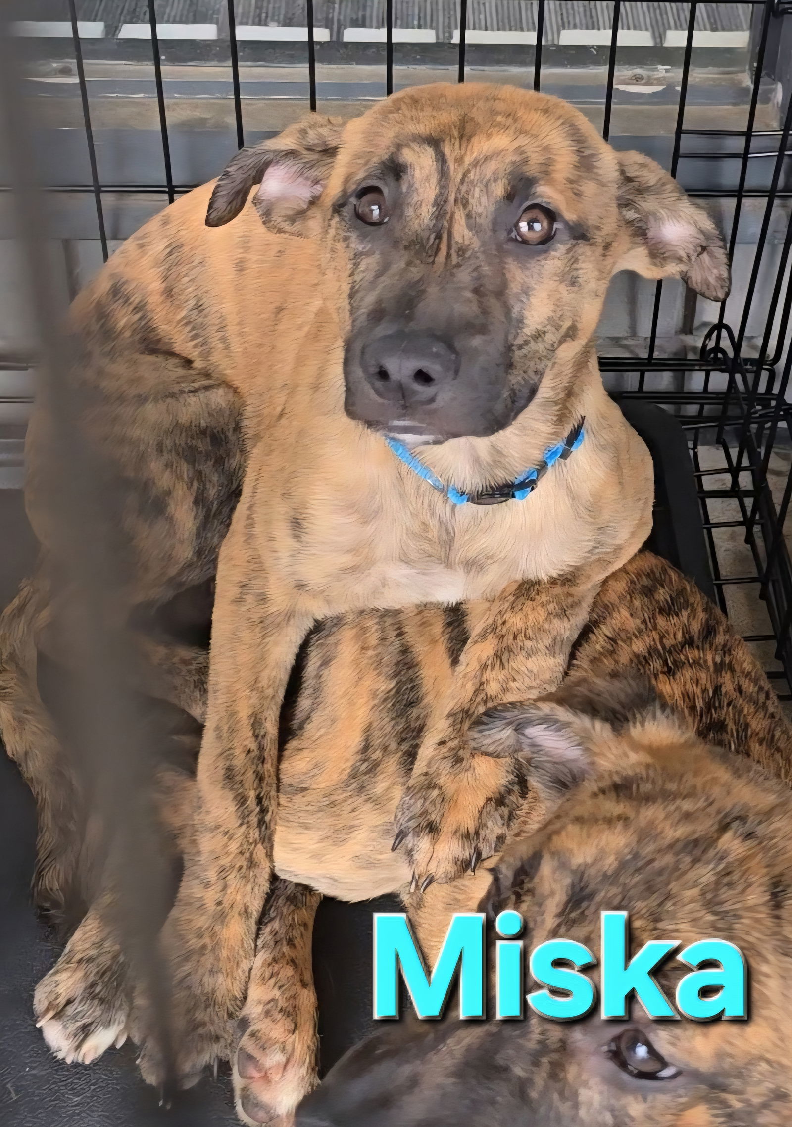 Miska
