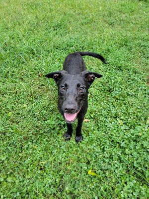 Kobe, Baby Male Labrador Retriever