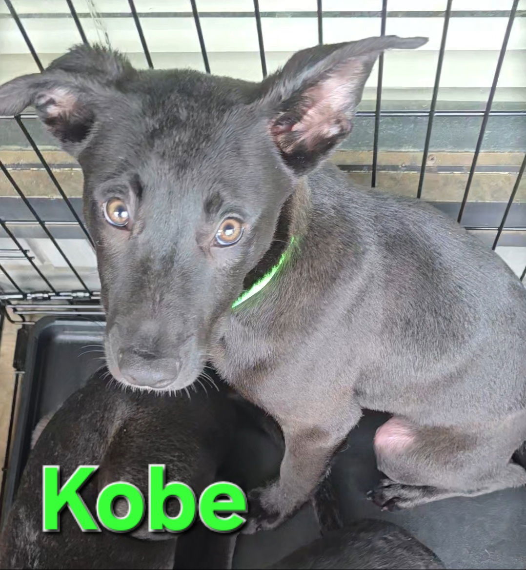 Kobe