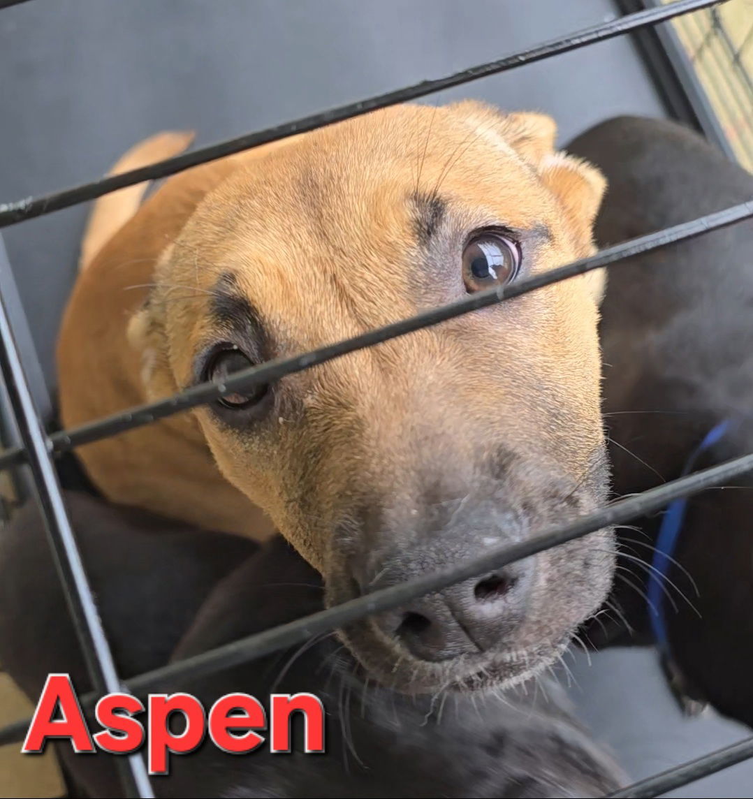 Aspen