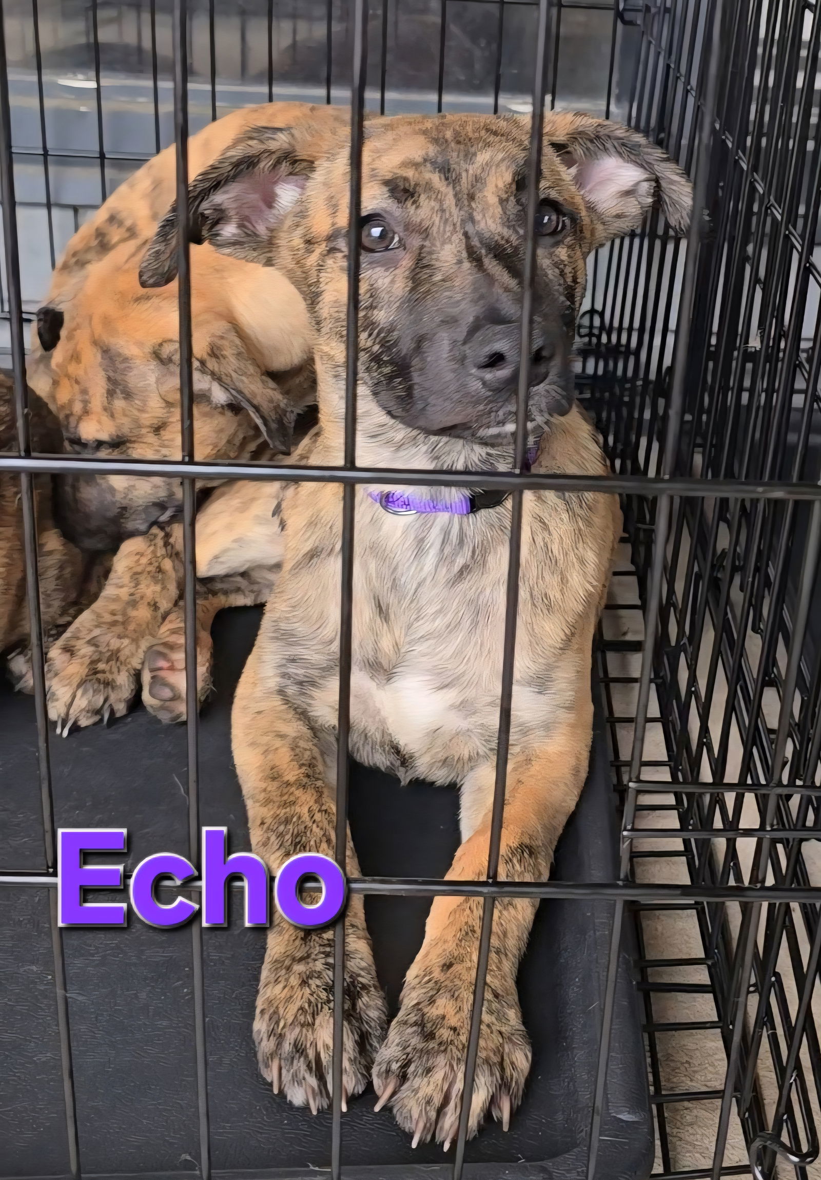 Echo