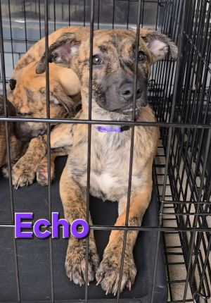 Echo
