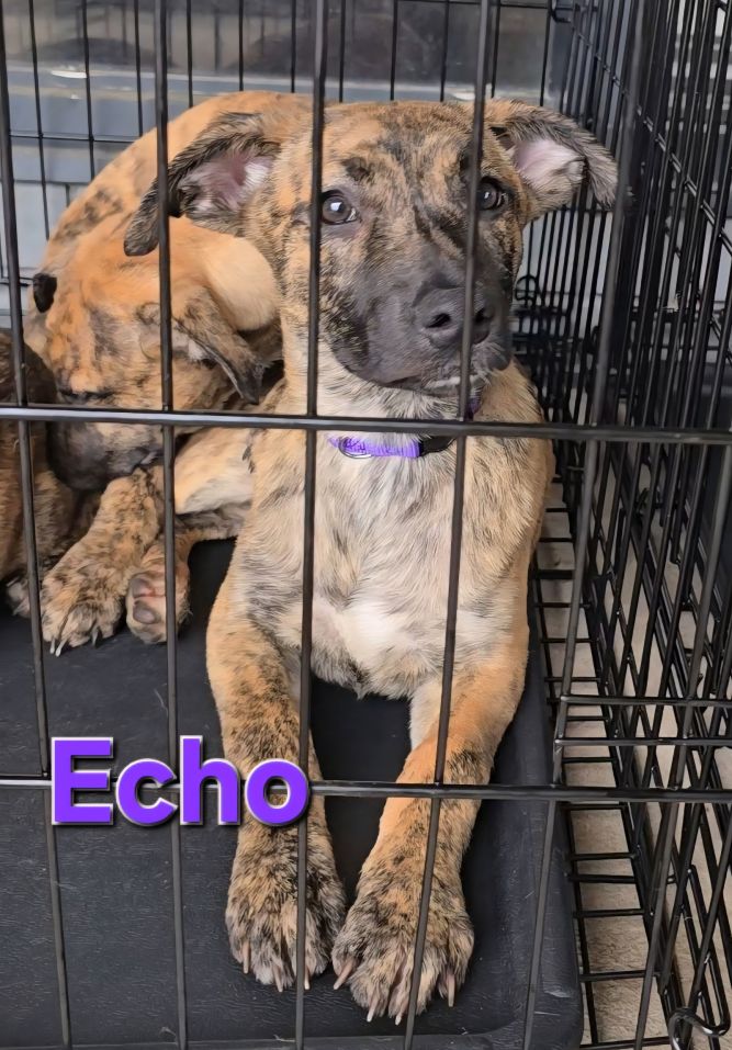 Echo