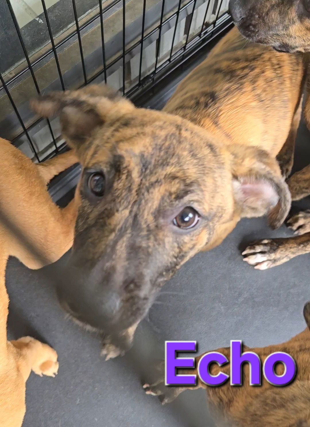 Echo