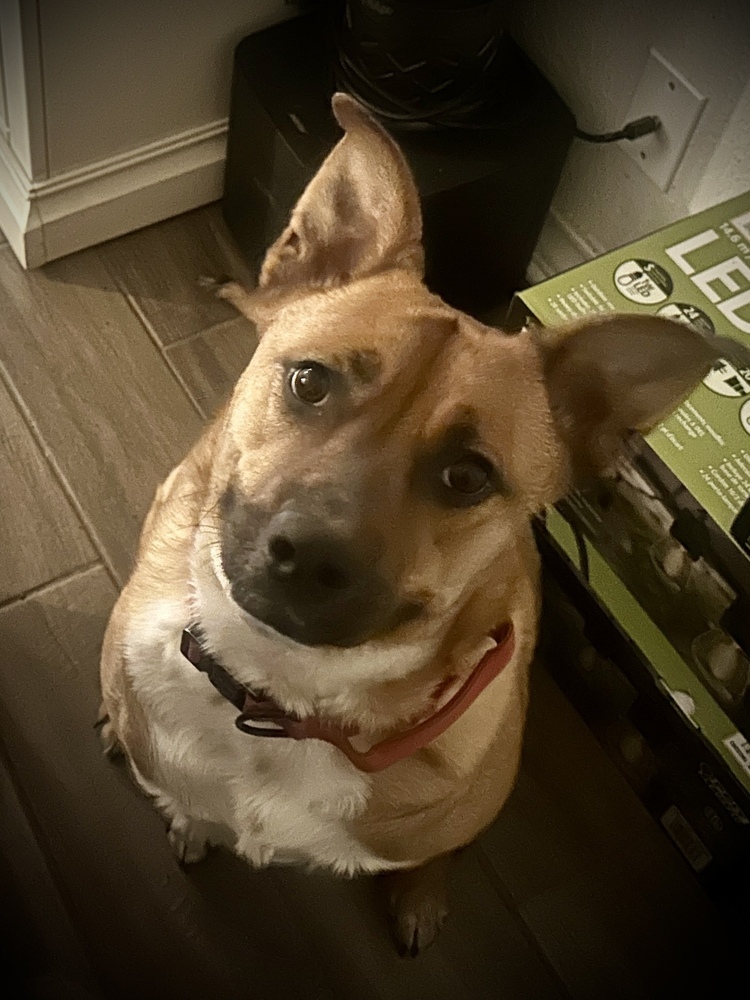 Daisy