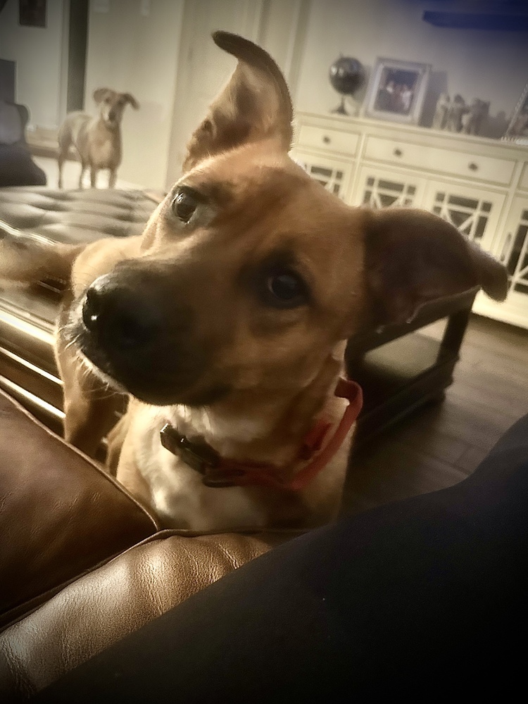 Daisy