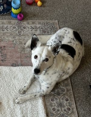 Effie, Adult Female Cattle Dog