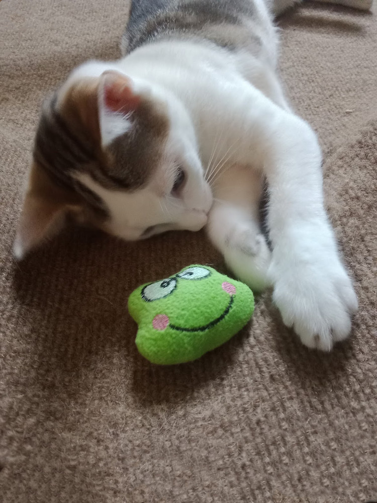 Froggy Avery