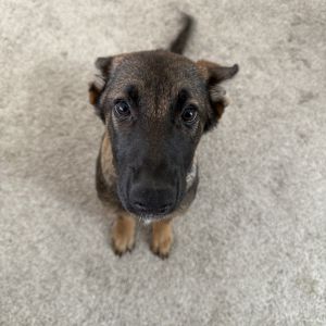 Lulu