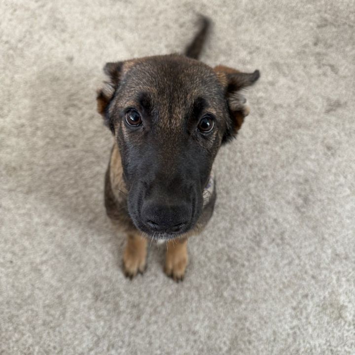 Lulu 1