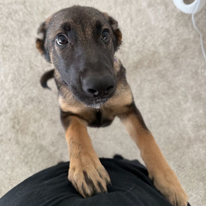 Lulu 2