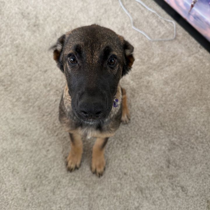 Lulu 3