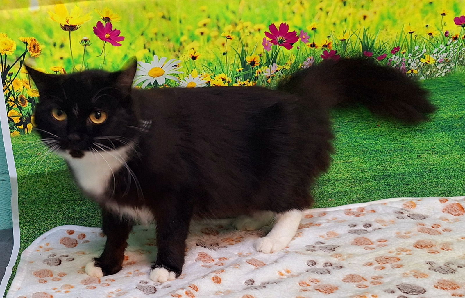 250445 Penelope
