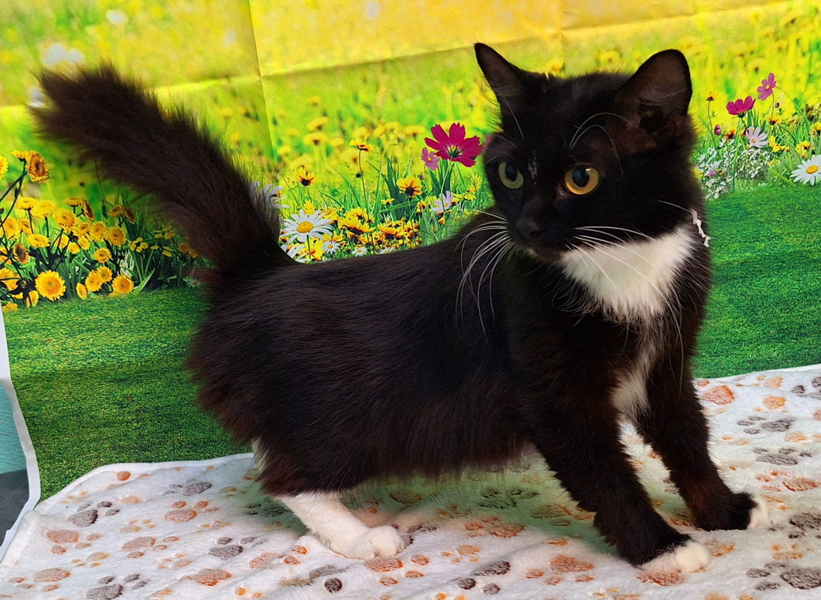 250445 Penelope