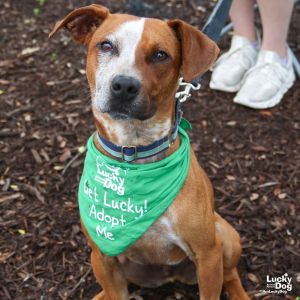 Harvey, Young Male Australian Cattle Dog / Blue Heeler