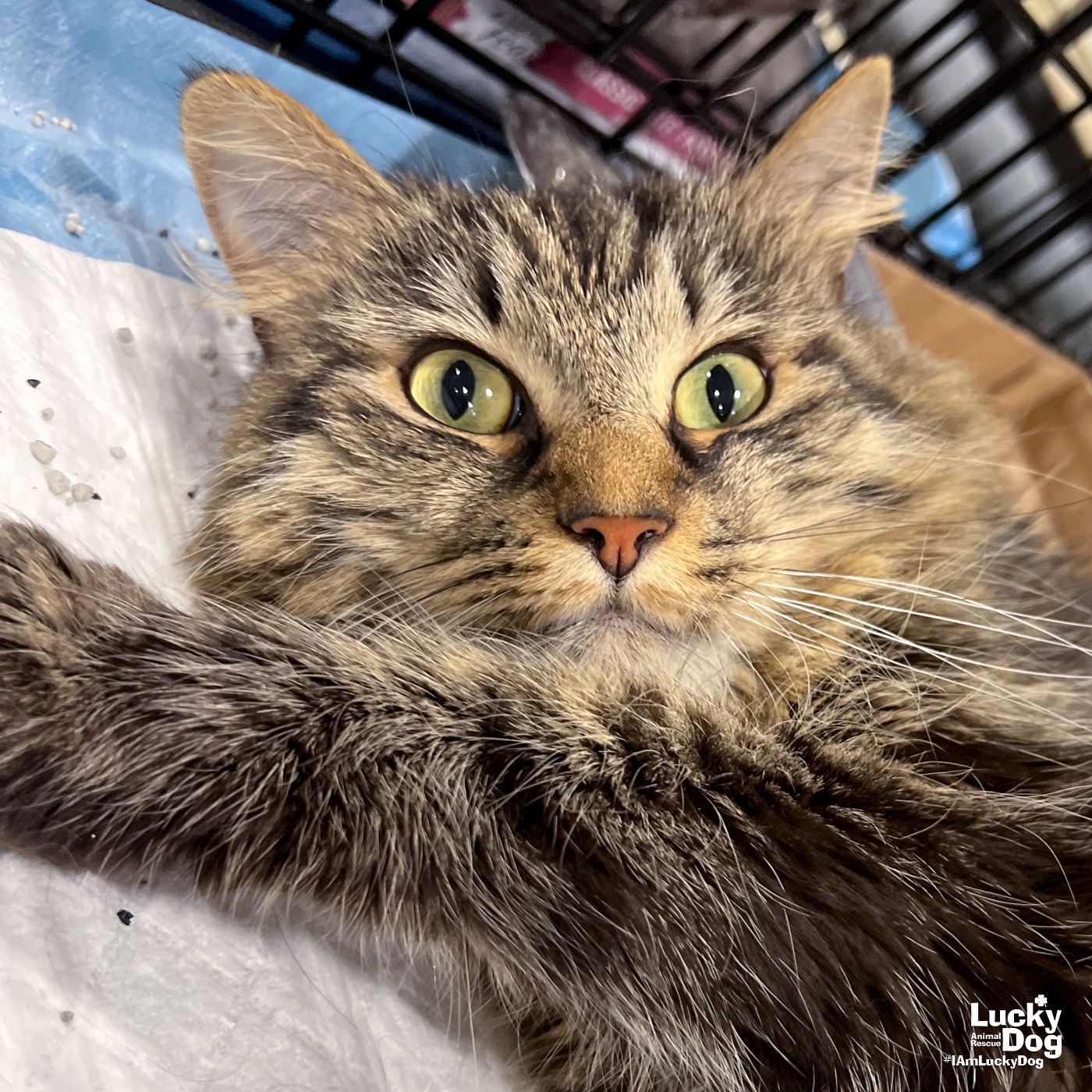 Freya