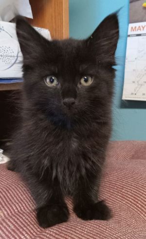 Betta, Baby Male Domestic Medium Hair