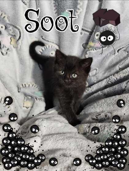 Soot
