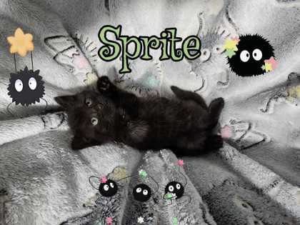 Sprite