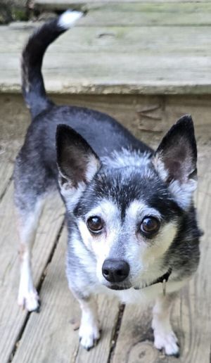 Truffles, Senior Female unknown